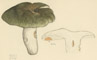 Russula heterophylla