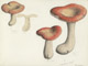 Russula rosea